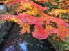 鎌倉紅葉散歩３ | 定番の鶴岡八幡宮と穴場の鎌倉宮の紅葉が美しい