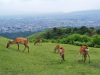 【若草山 ハイキングコース】野生シカが草食む山頂パノラマは奈良だけの絶景